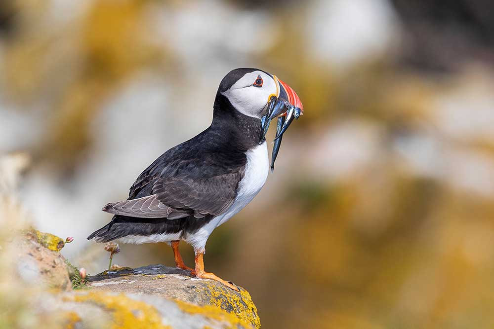 Atlantic Puffin 