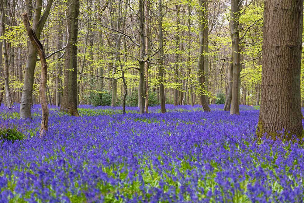 Bluebell Wood