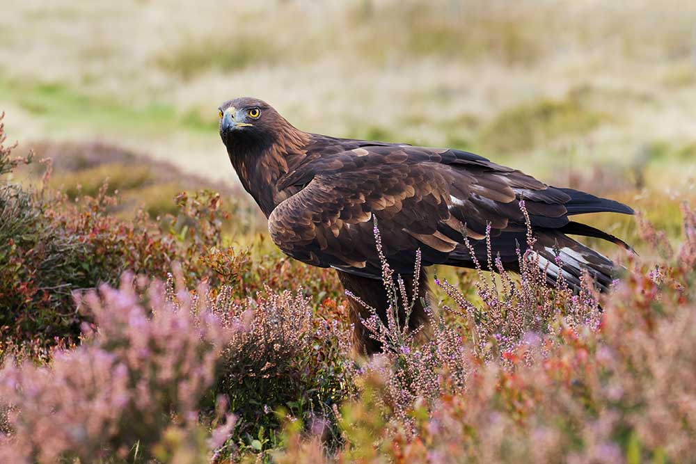 Golden Eagle