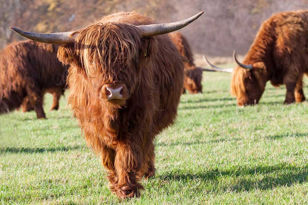 Highland Cows