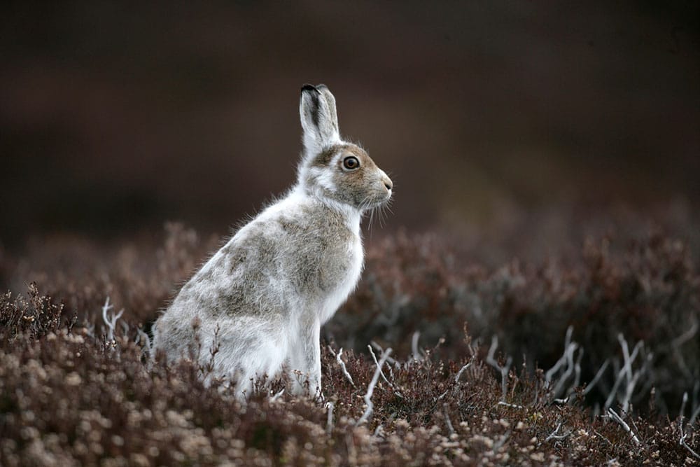 Mountain Hare