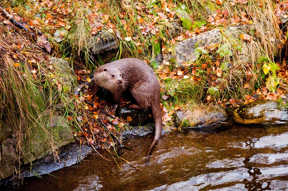 Otter