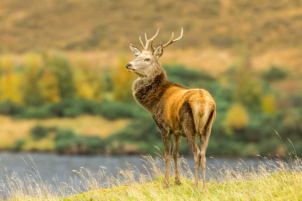 Red Deer