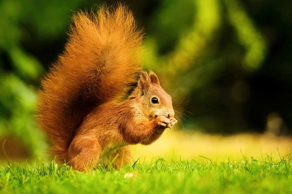 Red Squirrel 