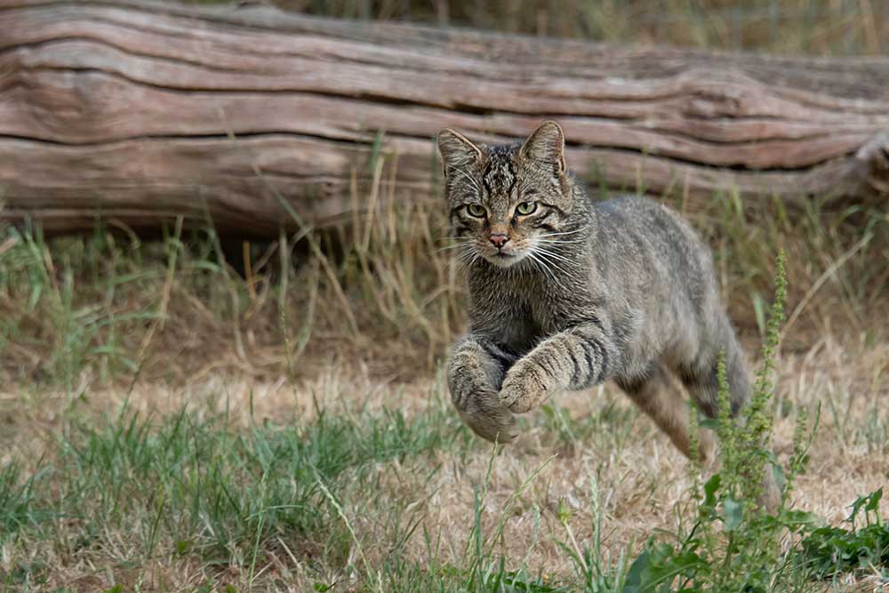 Scottish Wildcat