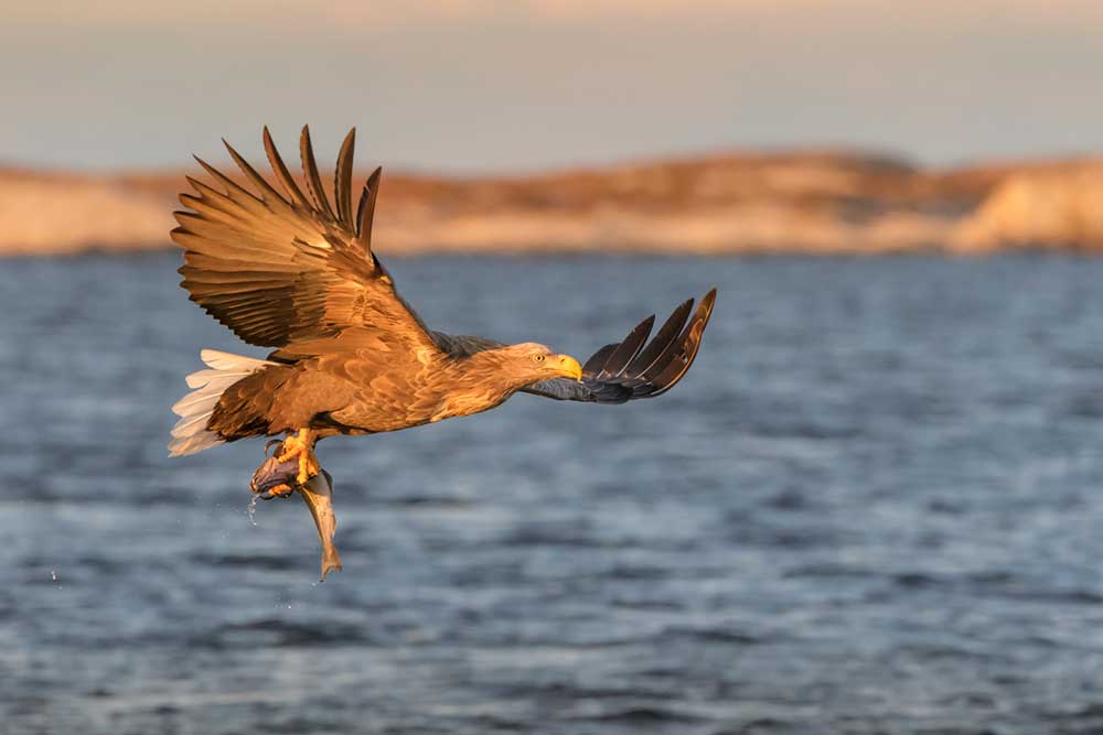 White-Tailed Sea Eagle 