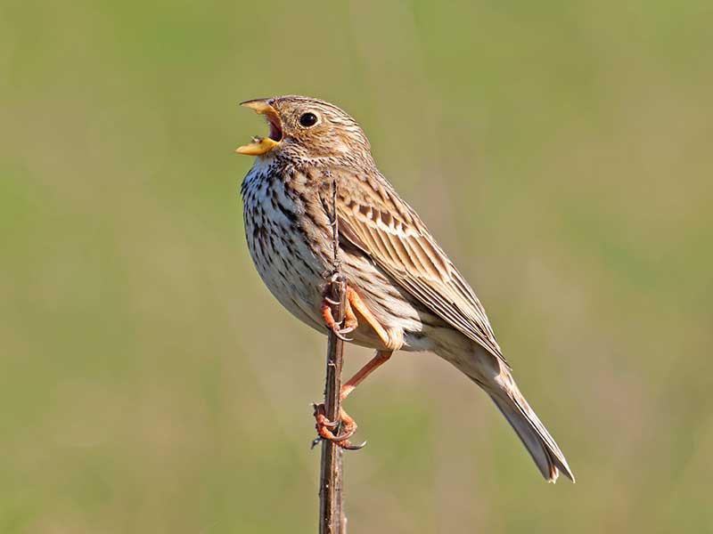 Cornbunting