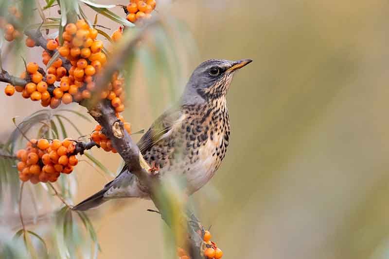 Fieldfare
