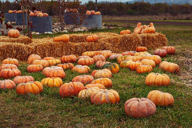 Pumpkin Patch