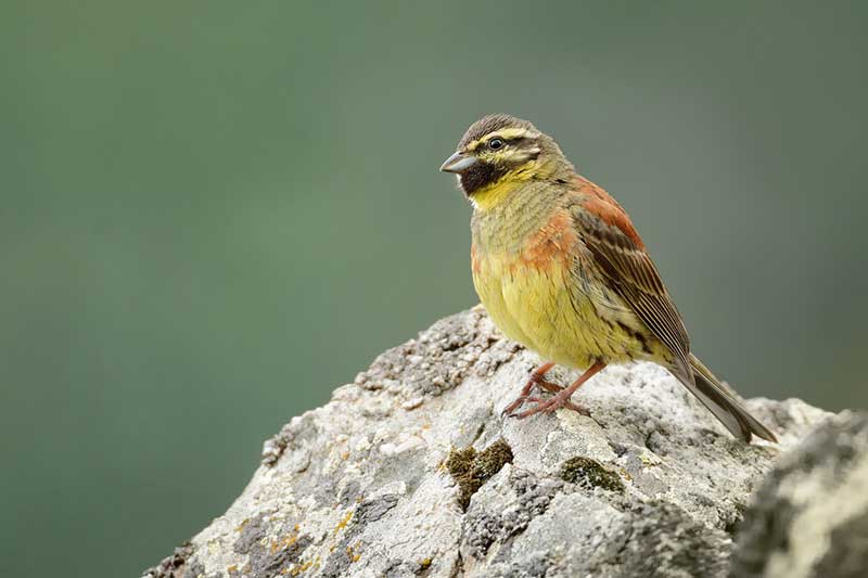 Cirl Bunting