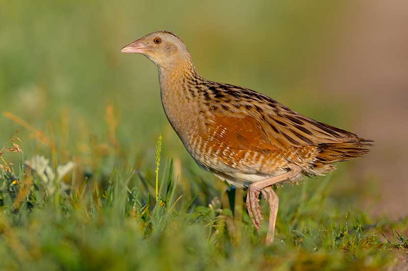 Corncrake