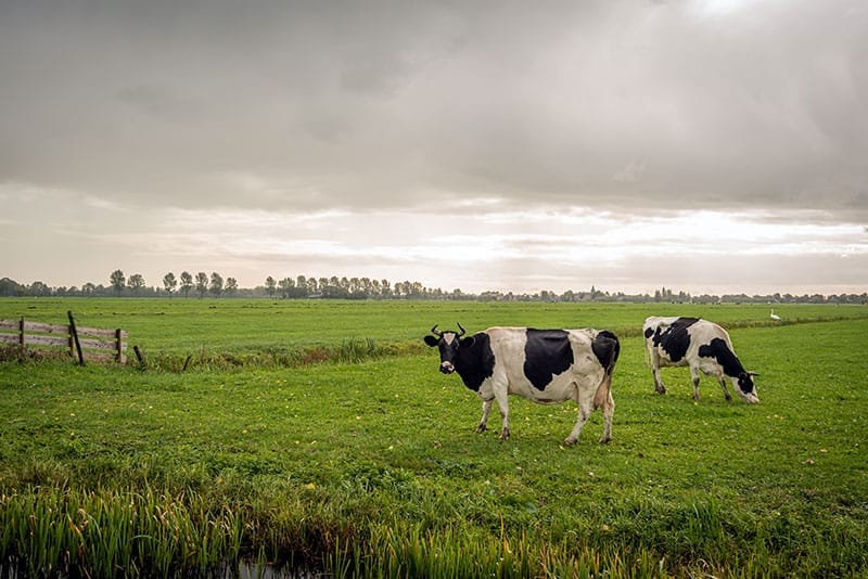 Cows In The Rain