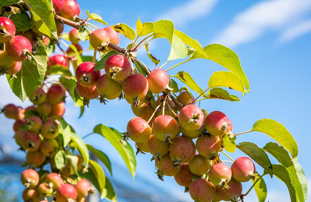 Crab Apples