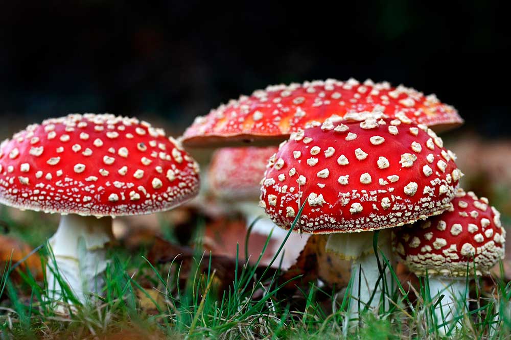 Fly Agaric