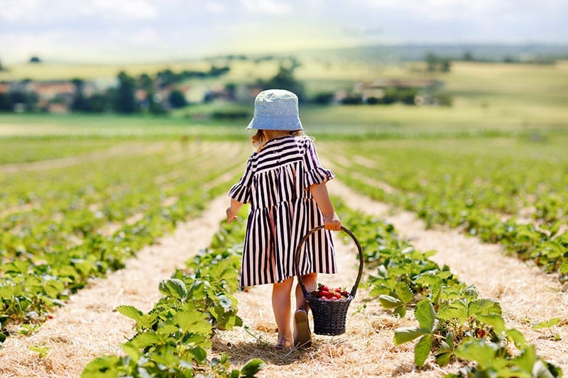 Girl Picking Strawberries