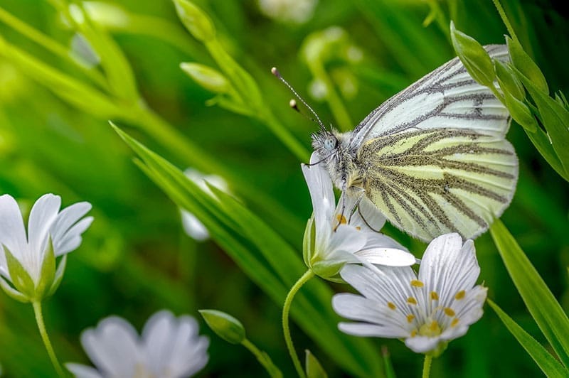 Green-Veined White