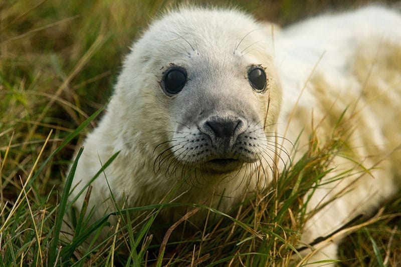 Grey Seal Pup