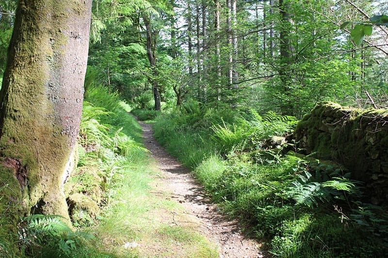 Grizedale Forest