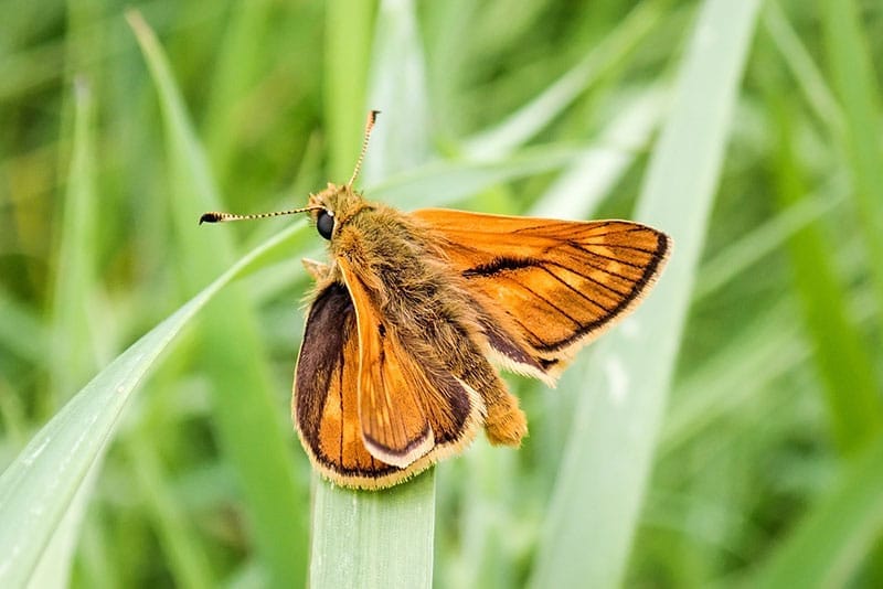 Large Skipper