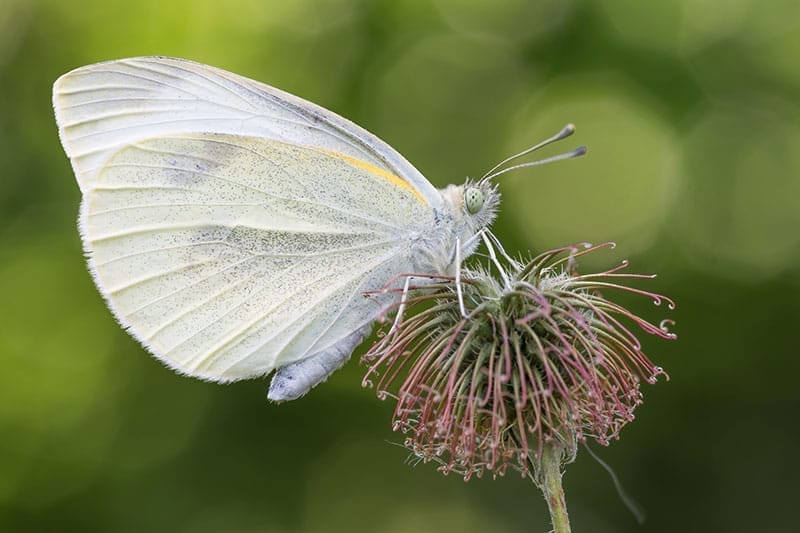 Large White Butterfly