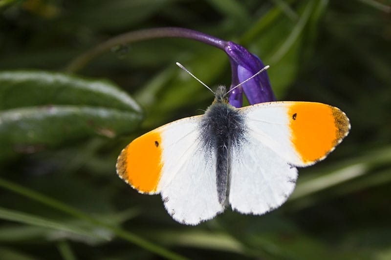 Orange Tip Butterfly