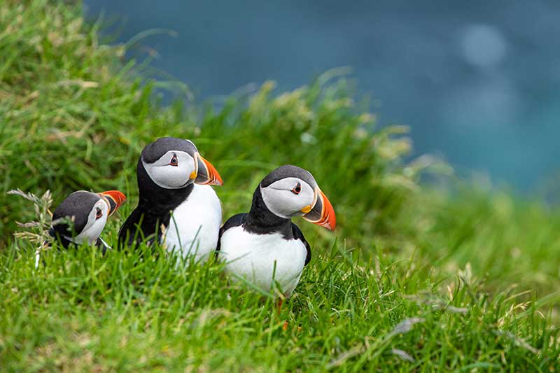Puffins