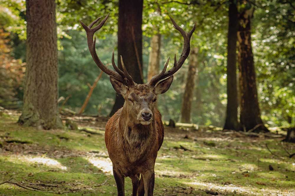 Red Deer