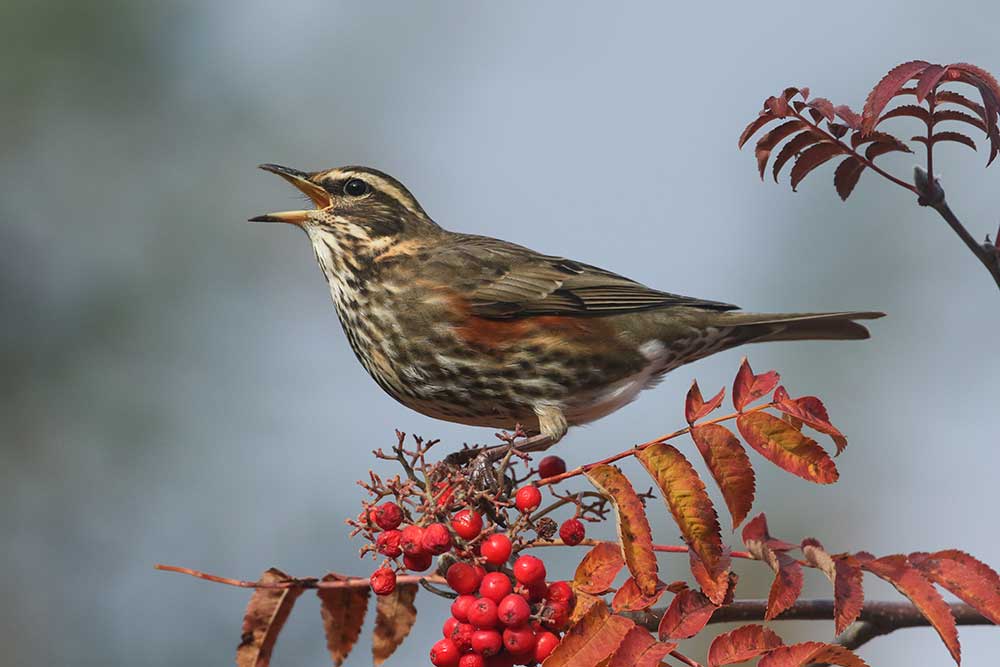 Redwing