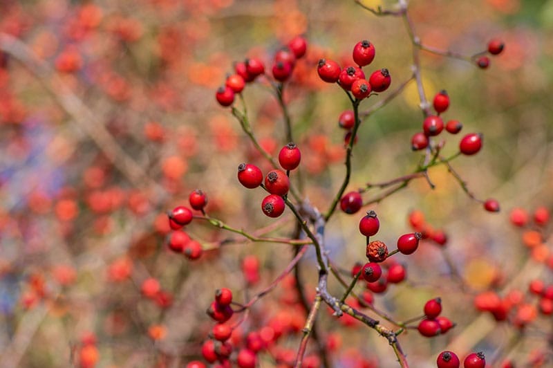 Rosehips