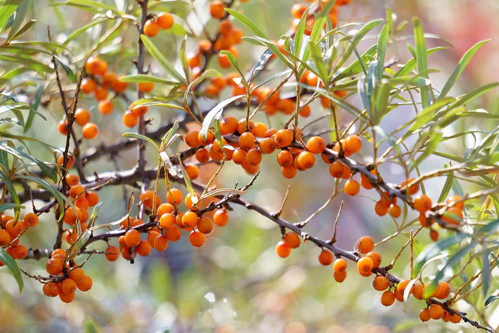 Sea Buckthorn