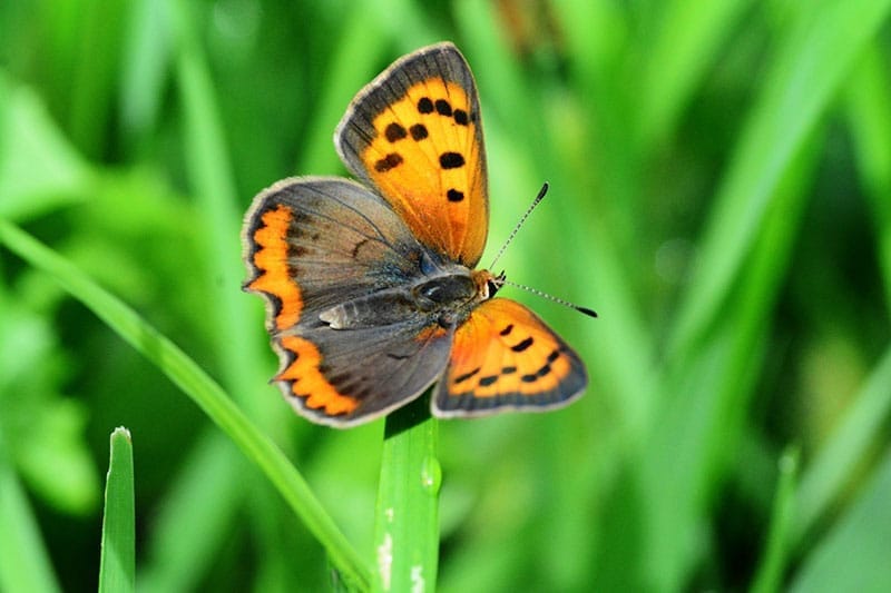 Small Copper Butterfly