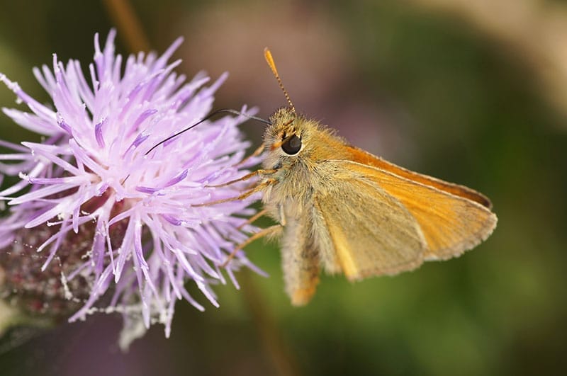 Small Skipper Butterfly