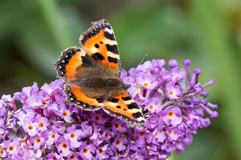 Small Tortoiseshell Butterfly