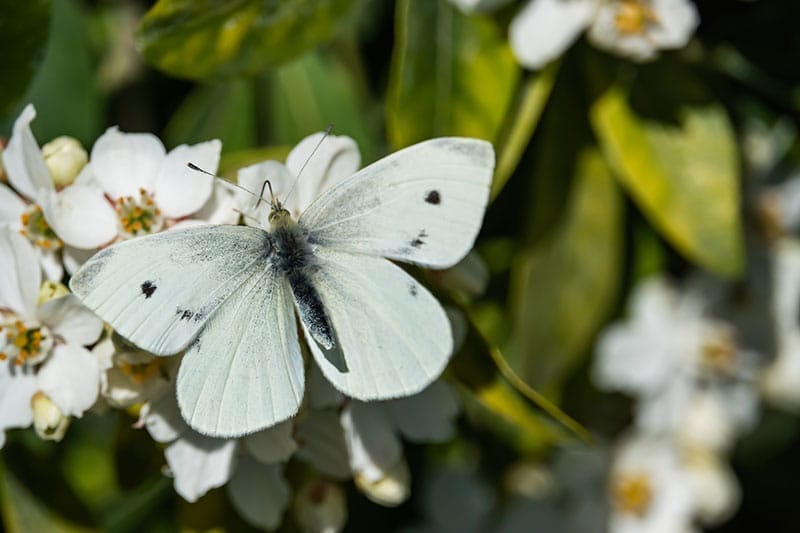 Small White Butterfly