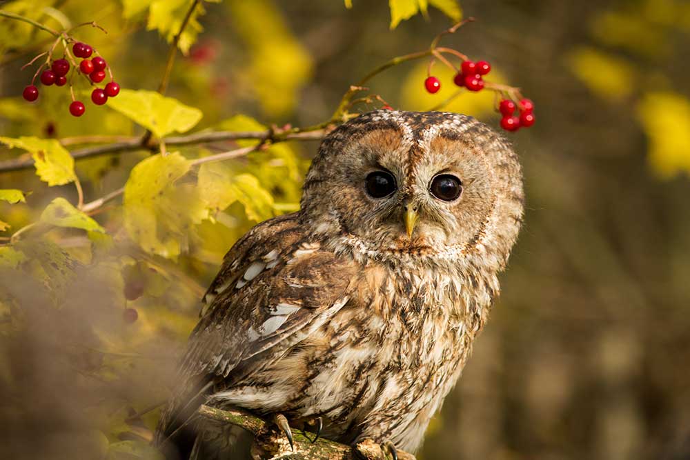 Tawny Owl