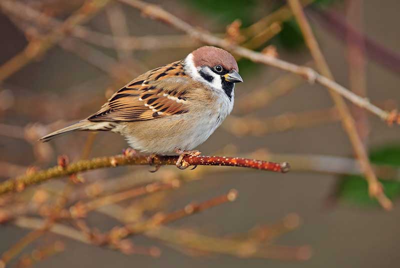 Tree Sparrow