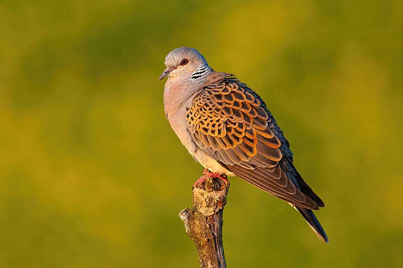 Turtle Dove
