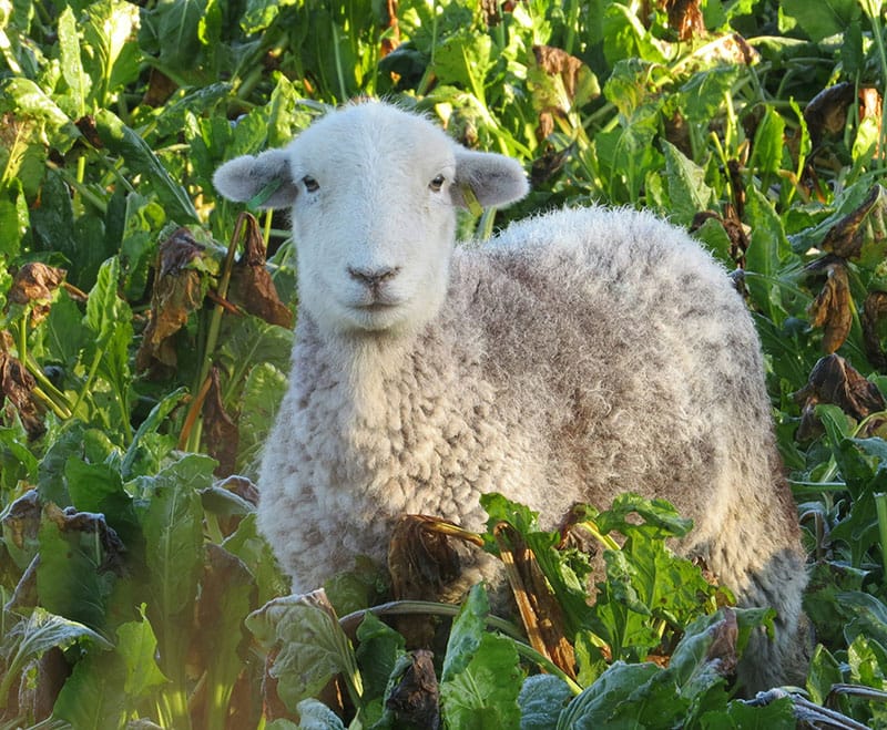 Herdwick SHeep