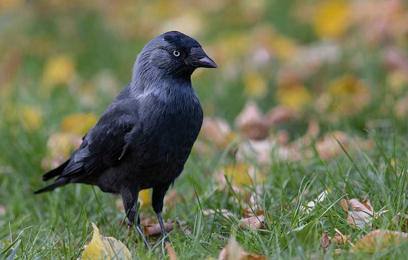 Jackdaw