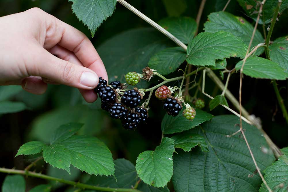 Foraging For Blackberries