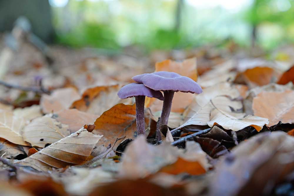 Amethyst Deceiver