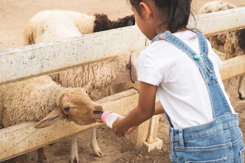 Girl Bottle Feeding A Lamb
