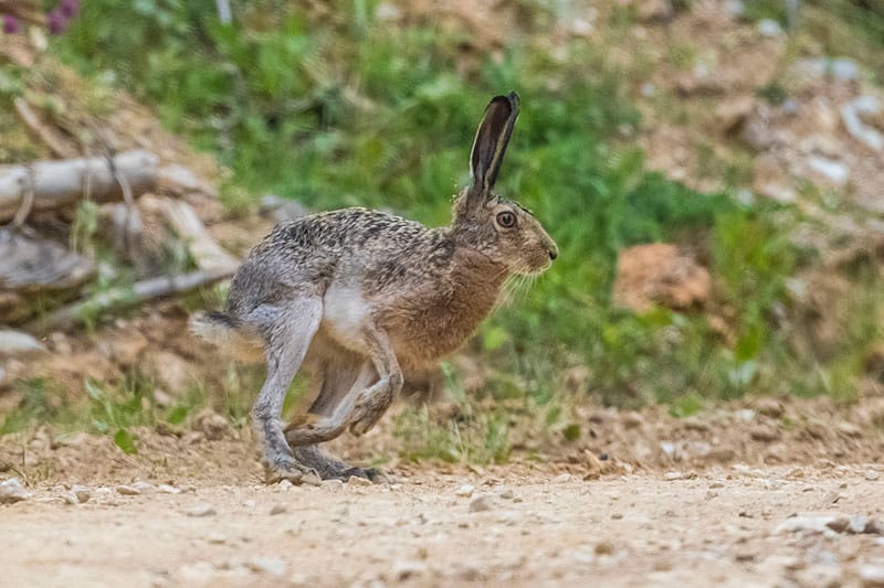 Brown Hare