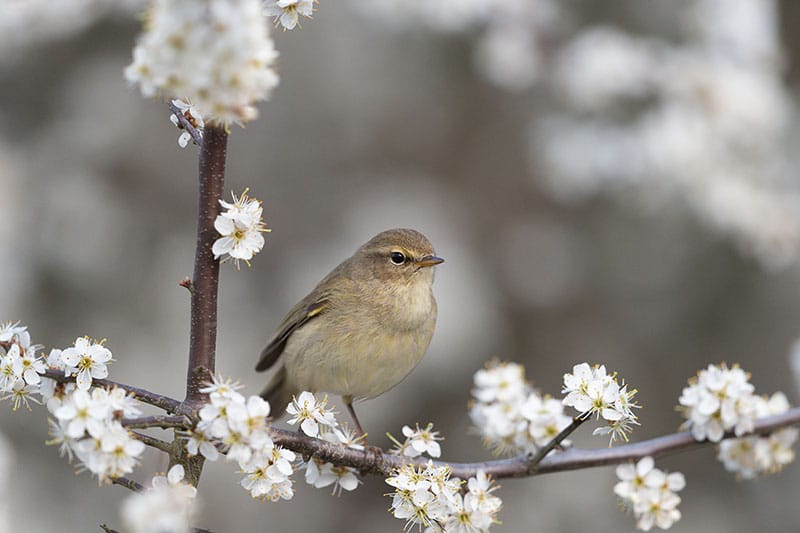 Chiffchaff