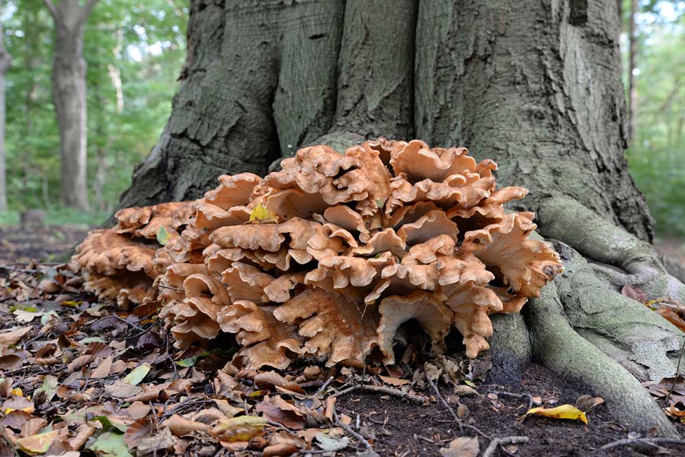 Chicken Of The Woods