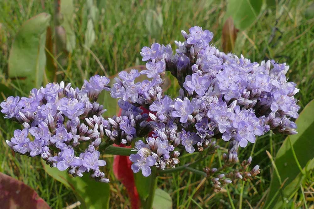 Common Sea Lavender
