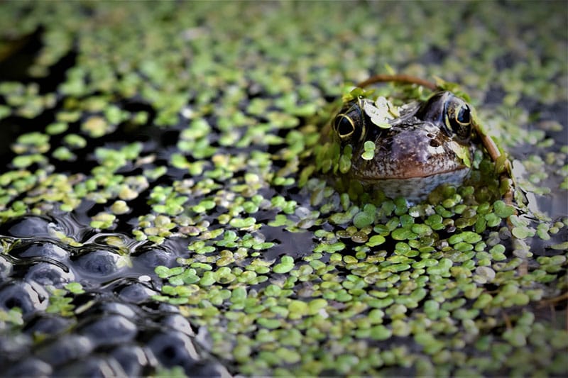 Common Frog