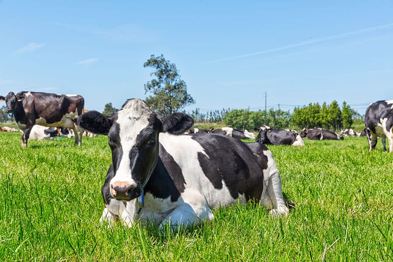 Cow Lying Down