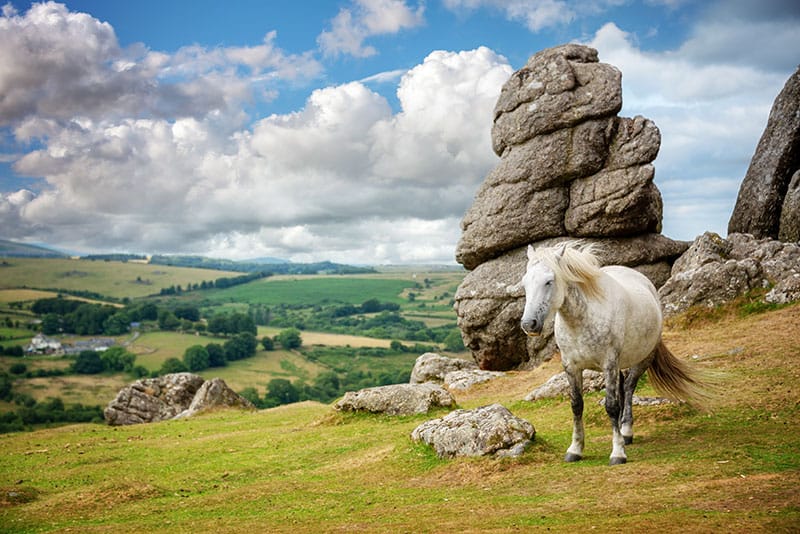 Dartmoor Pony