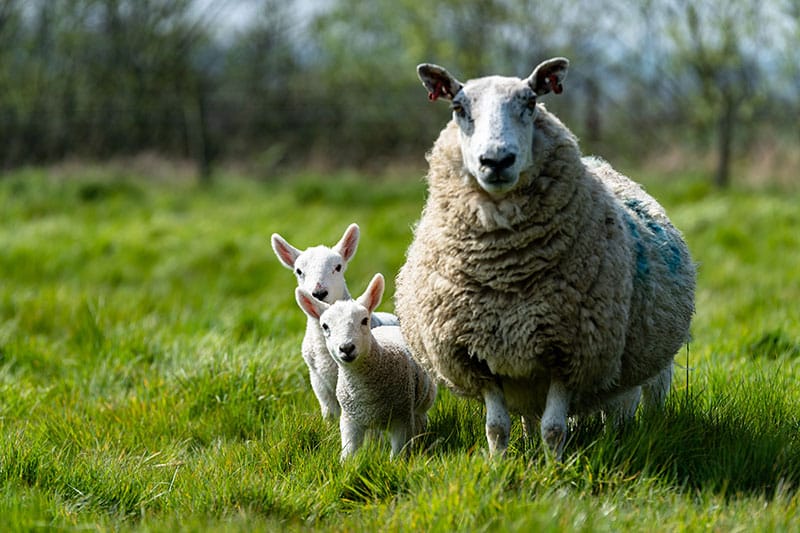 Ewe With Her Lambs